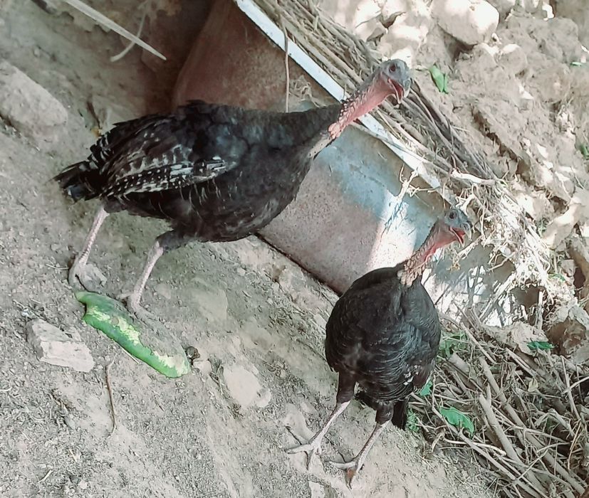1yoshli induk sotiladi
