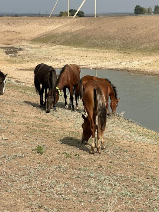 соғымға жабағылар