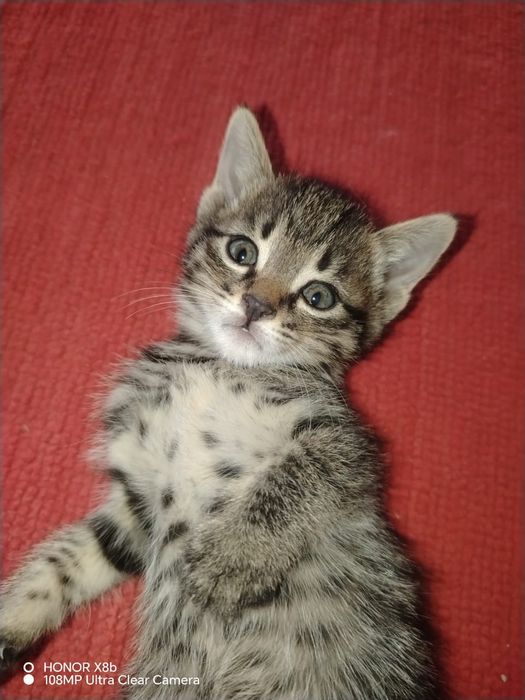 Отдам котят бесплатно