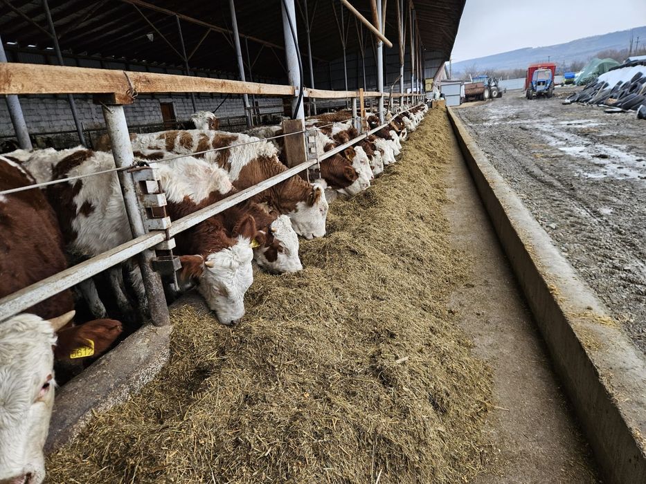 Vitele de Baltate romaneasca