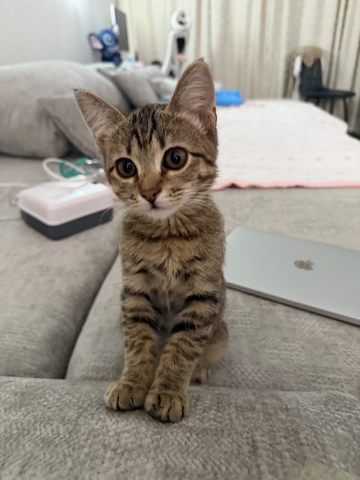 Котенок мальчик в добрые руки