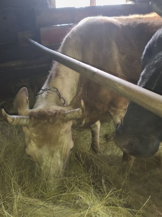 продам 2 коровы       .