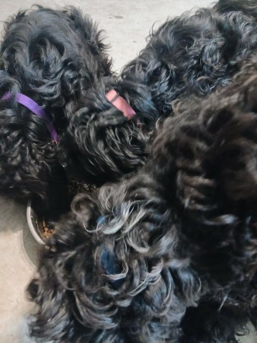 Продавам Кавапу.