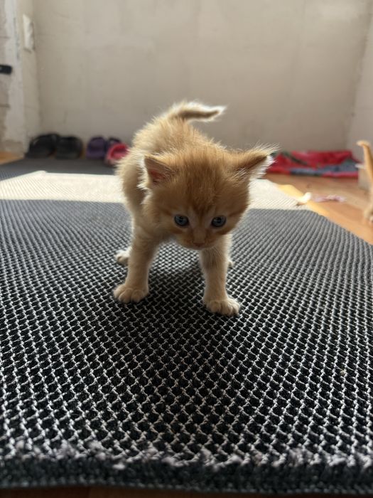 Котята британцы