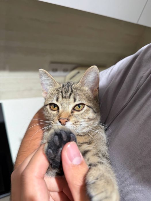 Отдам котенка бесплатно