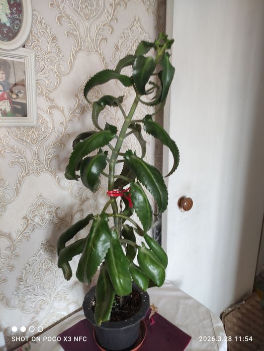 Каланхоэ лечебный.