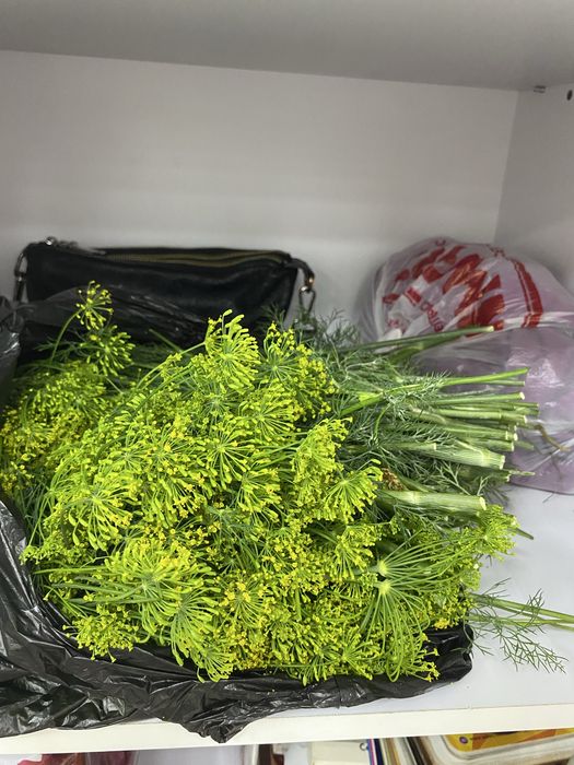 Продам укроп зонтики и зелень свежий