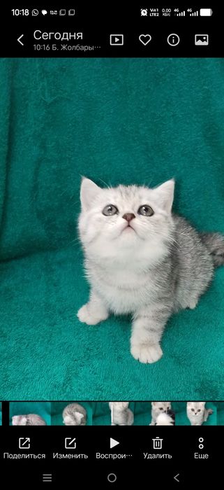 Шатланская кошечка