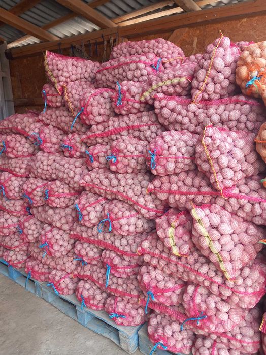 Cartofi sămânță bellarosa și carera