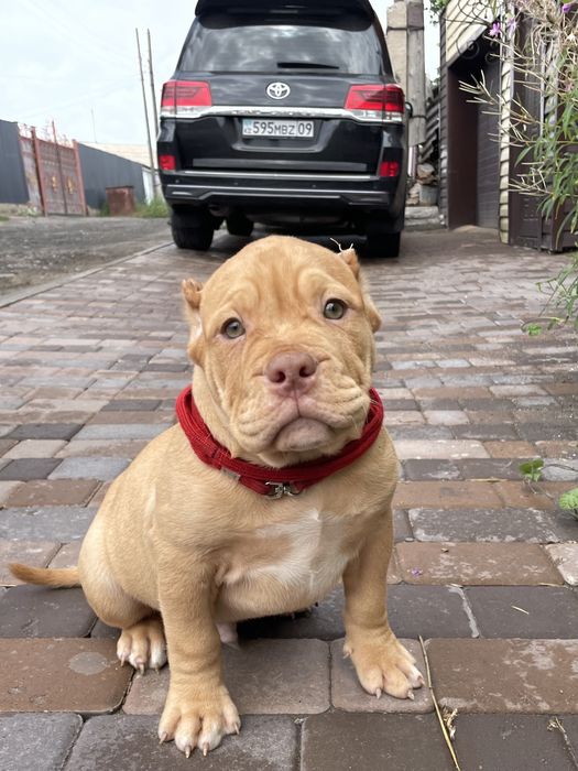 Щенки американский булли