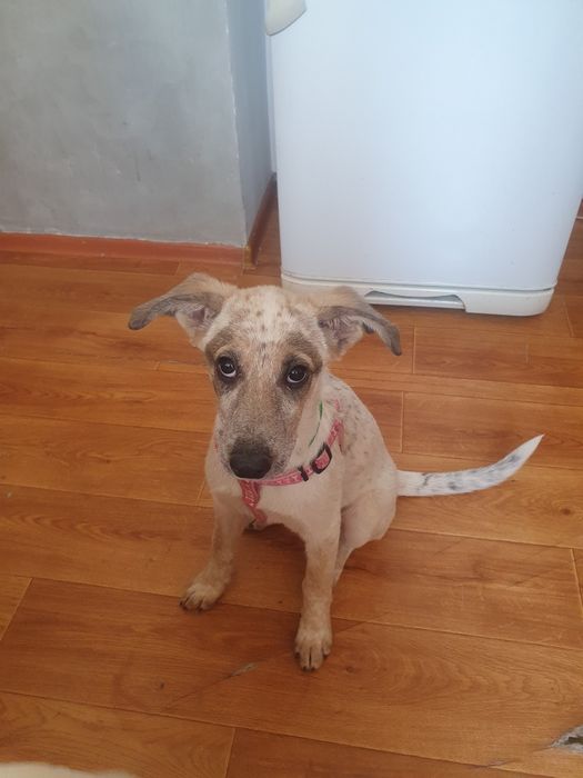 Отдам в хорошие руки