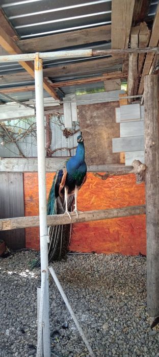 Pereche de pauni si puiul lor