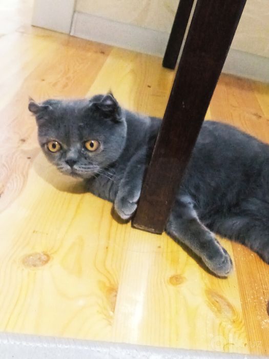 Котенок с гарантией