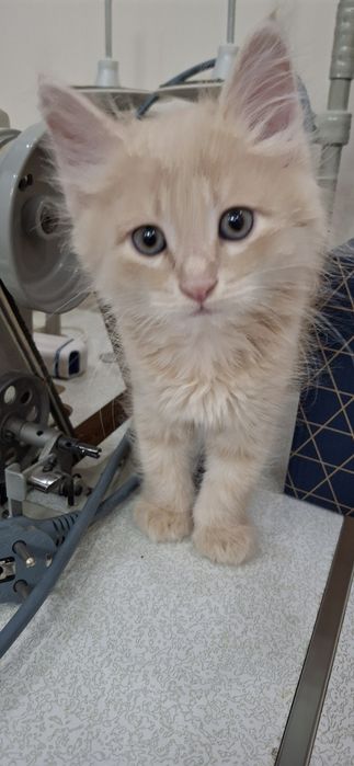 Котёнок берживий цвет пушистый