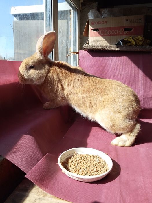 Продам кроликов разных возрастов.