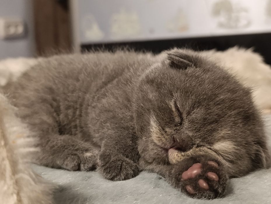 Готовы к продаже 4 котята Скотиш фолд и страйт