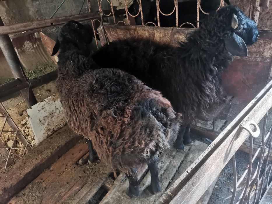 Кучкорлар сотилади