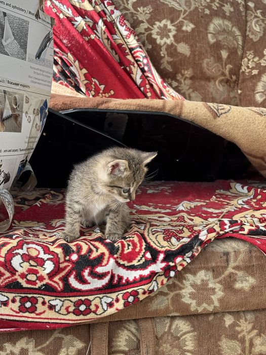 Отдам в хорошие, добрые руки)