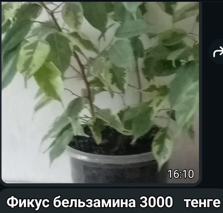 Комнатные цветы.