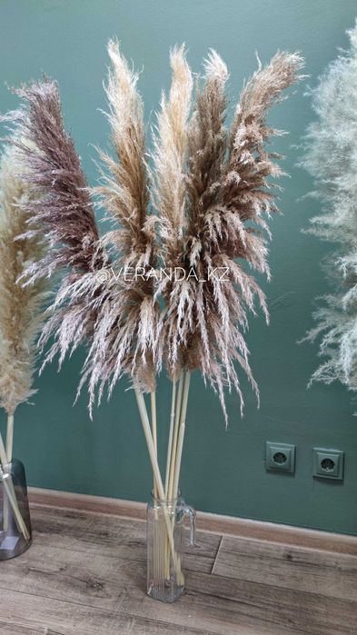 Пампасная трава кортадерия