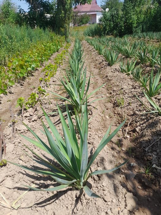 Карагаш Қарағаш Вяз