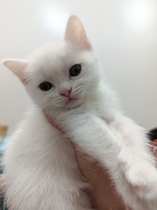 Скоттиш Страйт девочка