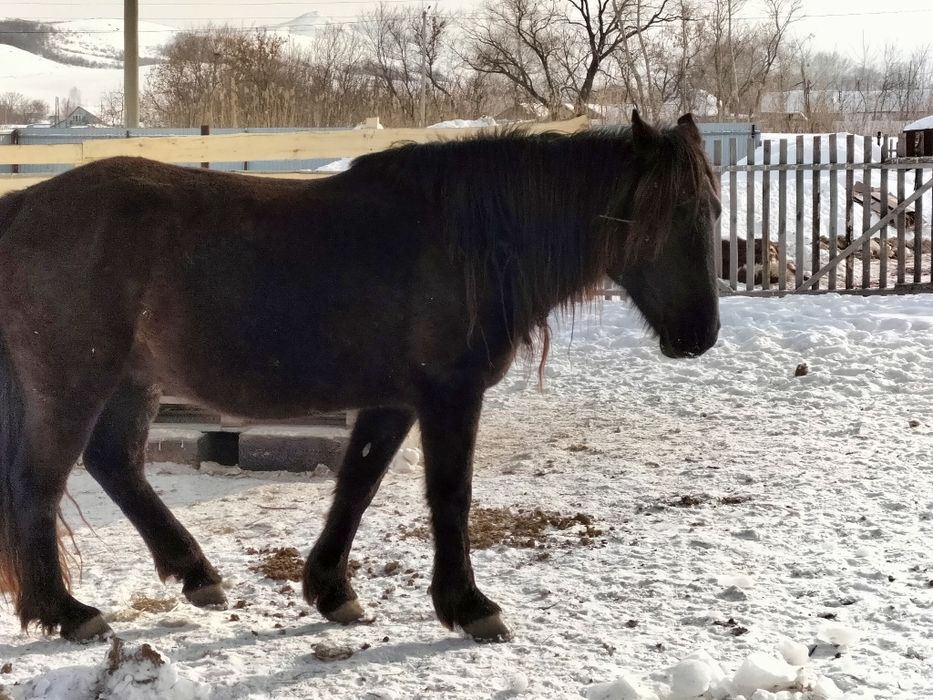 Кобылы с откорма 5-6 летки