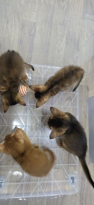 Продаётся Абессинский котята