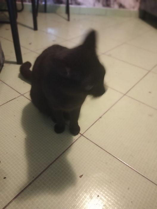 Pisica neagră de 2 ani