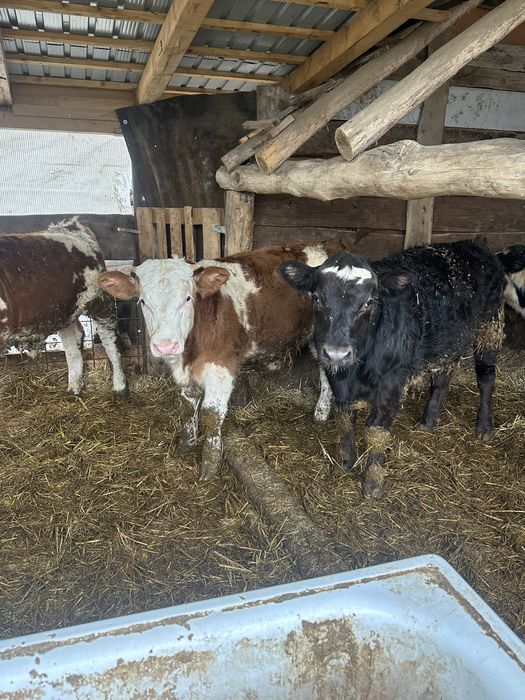 Vand vitei   Pret 26 kg