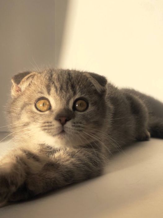 Mushuk, (Кот) годик