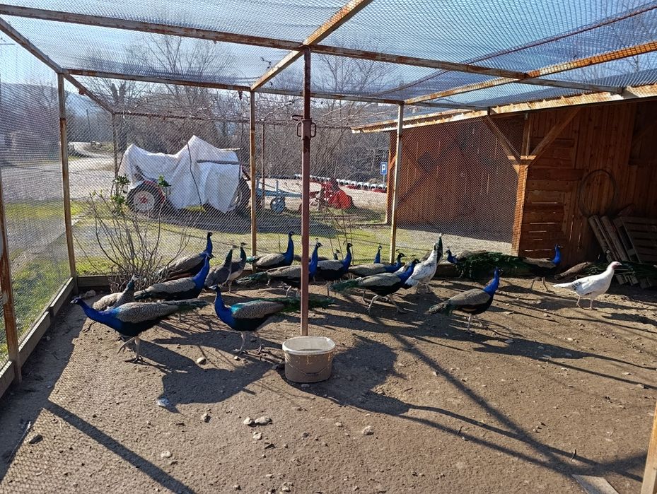 Индийски пауни- работещи чивтове