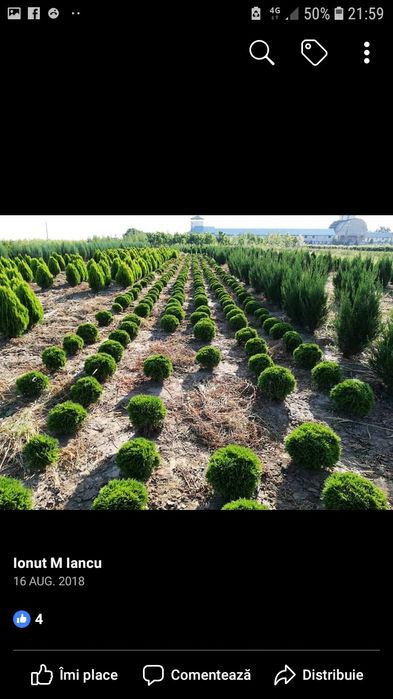 Tuia ,brazi ,mesteacăn .(plante ornamentale)