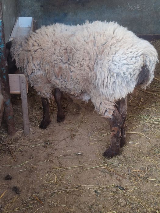 Кошкар на племя домашний