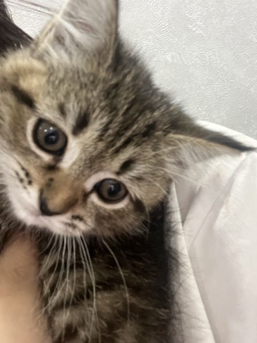 Отдам в добрые руки котенка девочка