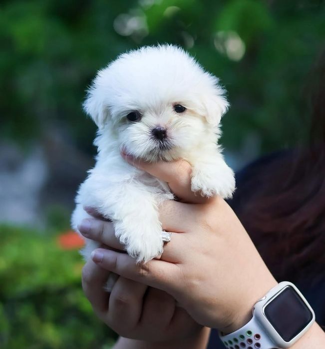 Bichon Maltese talia cea mai mica