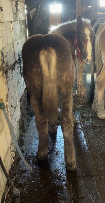 Vând mânză – 6 luni rasă grea (Ardenez)