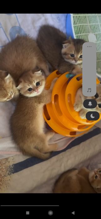 Продаются котята шотландской породы скоттиш фолд
