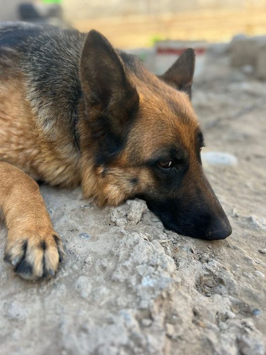 Немецкая авчарка