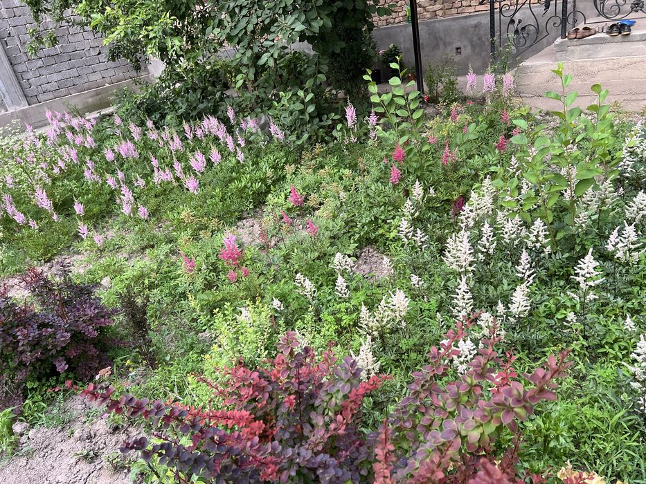 астильба бардовая белая сиреневая розовая