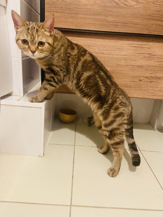 Кошечка ищет дом