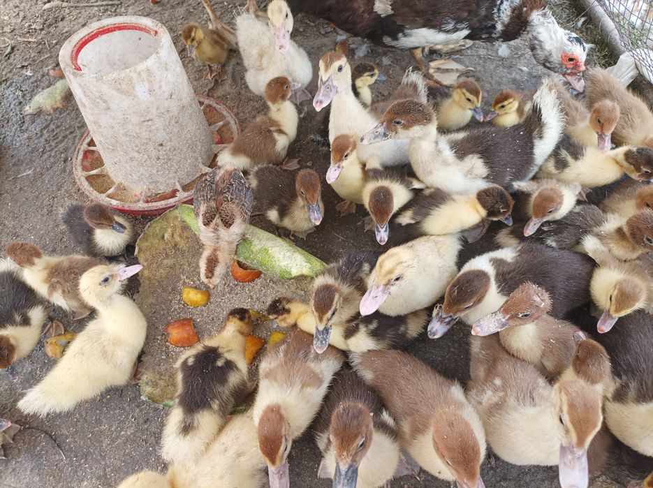 Продам индаутку с утятами