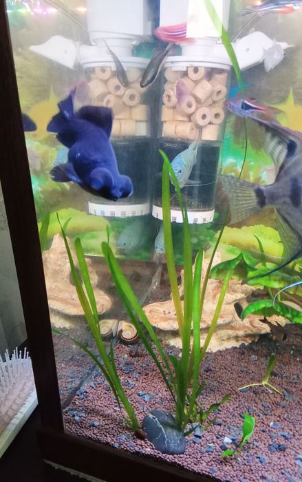 Продам трёх рыбок.