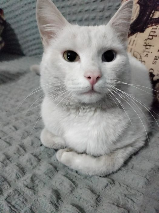 Отдам кота в добрые руки