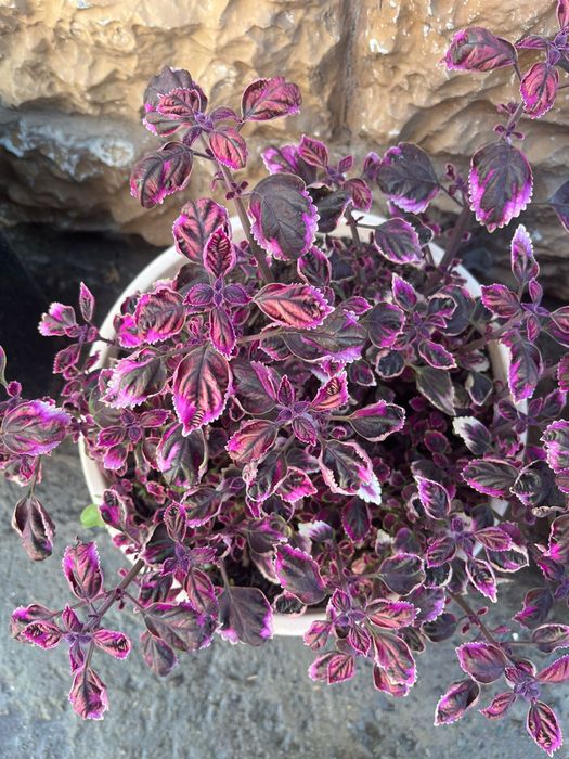 колеусы Разные         цветы.