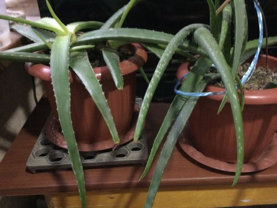 Продам алое мясистый.