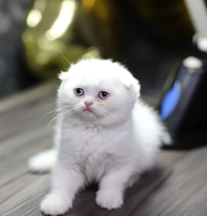 Котята скотиш фолд