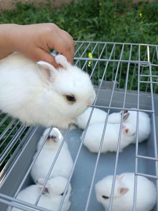 Hatot tikka quloq karlik dekarativniy quyon bolar