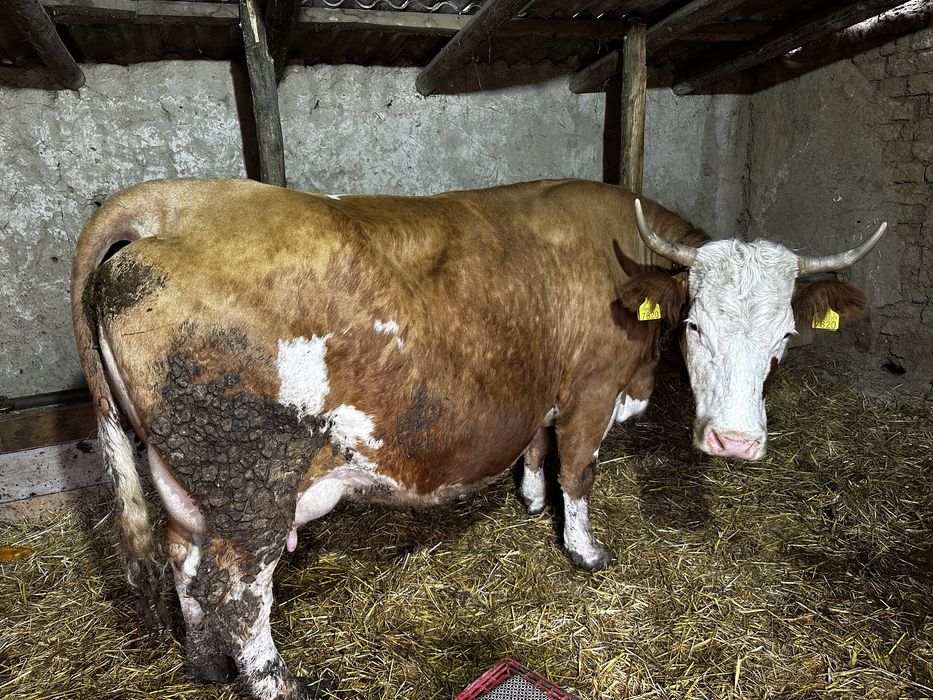 Vand vaci baltate bune de lapte,