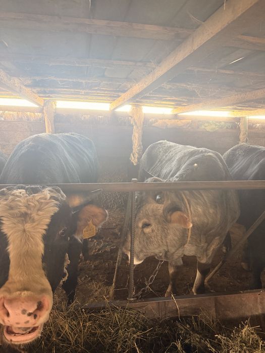 Продам жирных быков